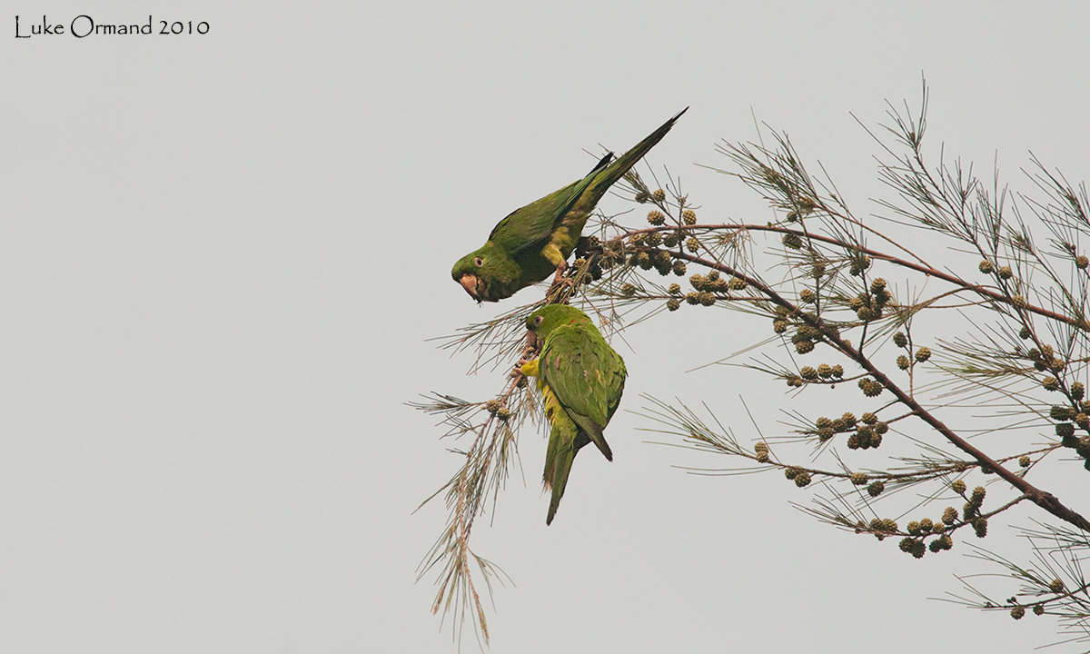 Parakeets II