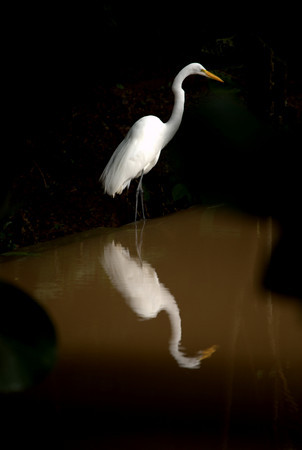 Egret