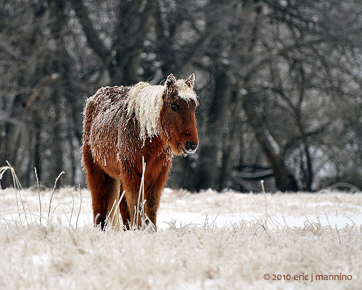 Ice Storm Pony