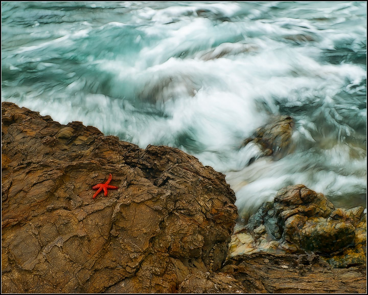 Starfish Painting
