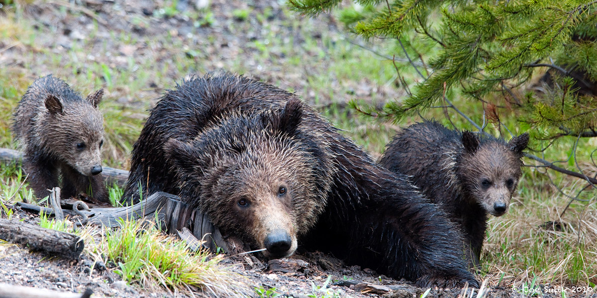 Grizzly Family