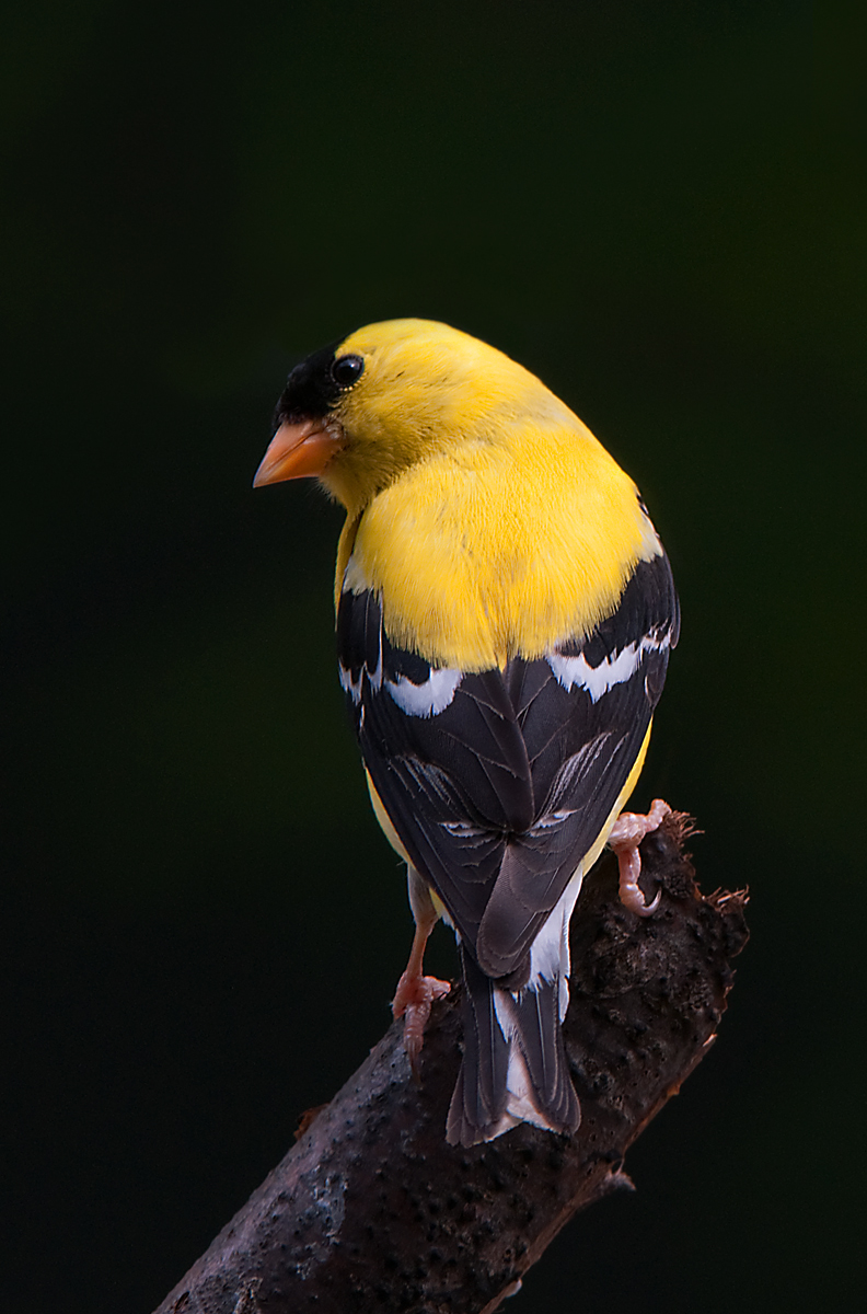 Goldfinch