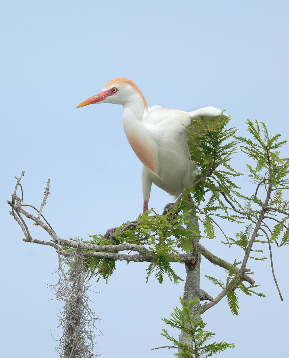 Egret (with repost)