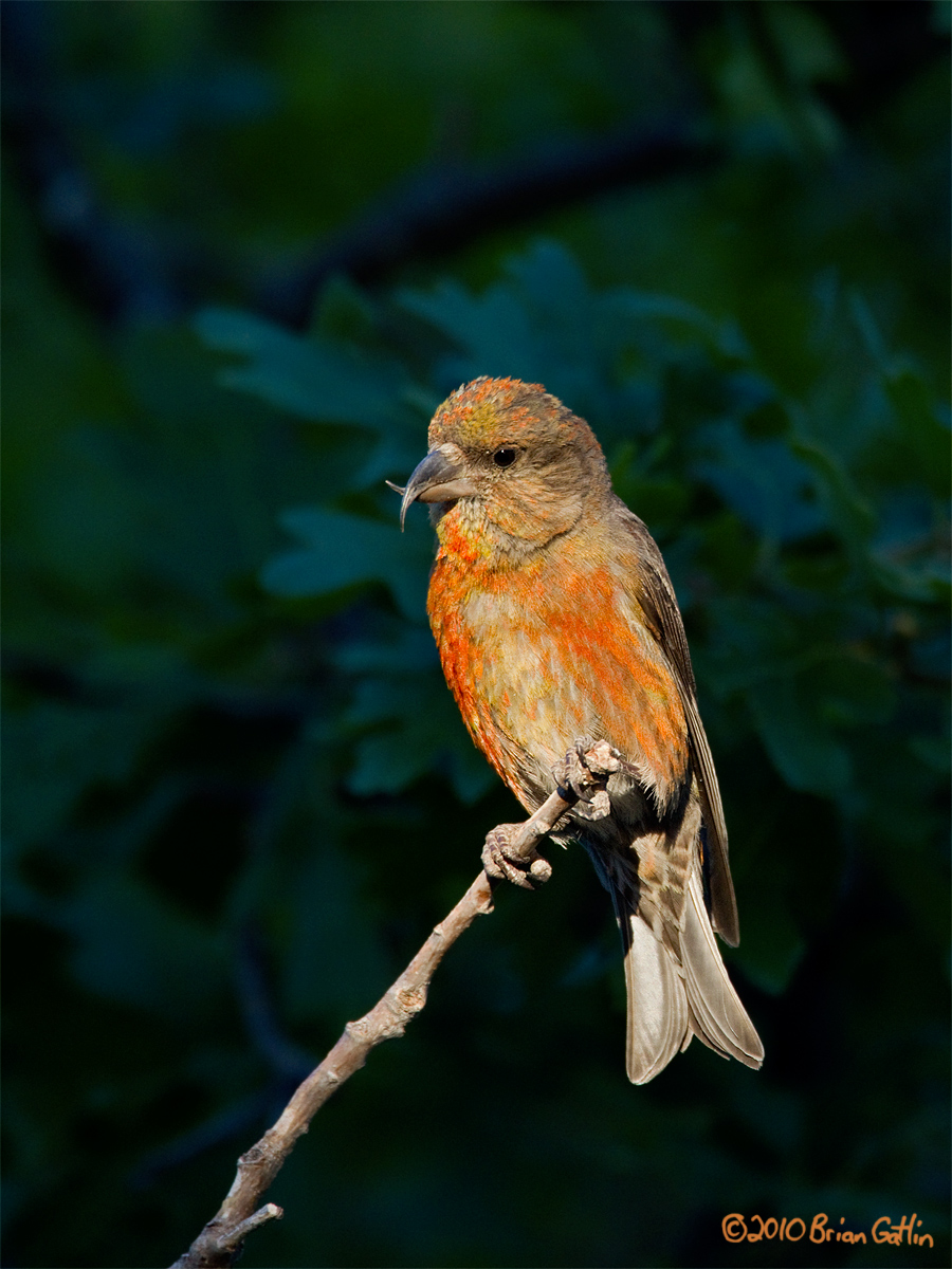 Red Crossbill