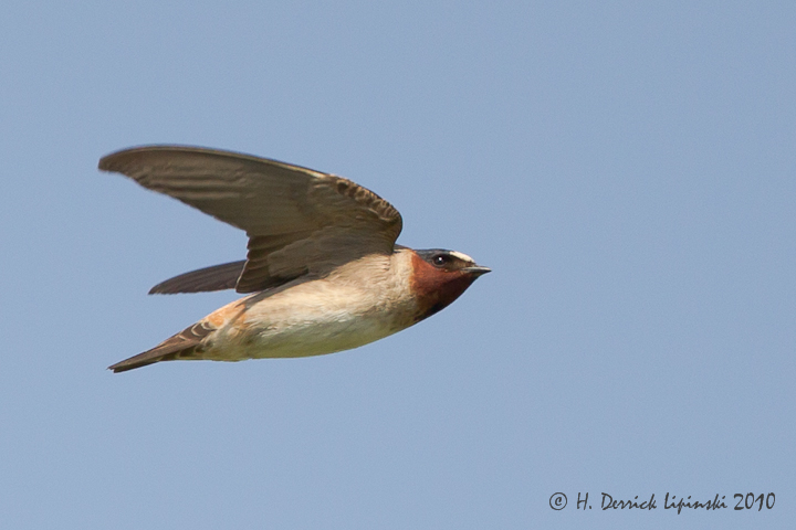 Cliff Swallow in Flight
