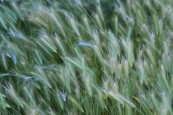 Summer Grasses