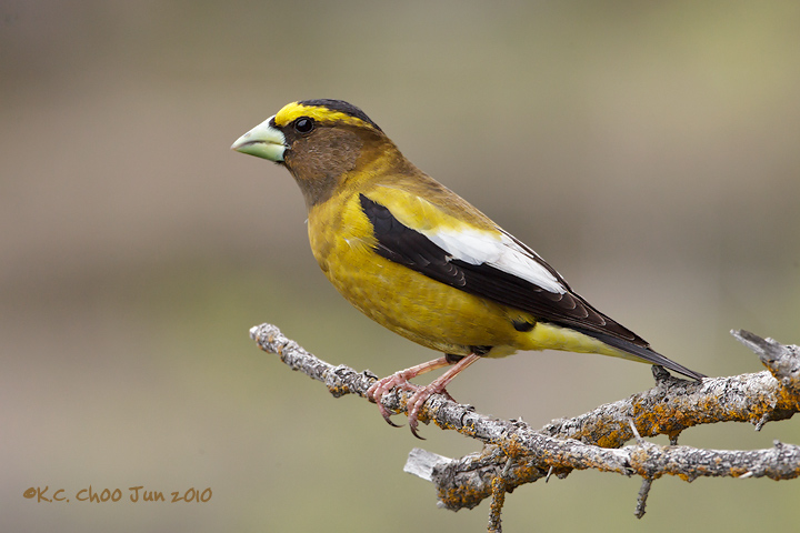 Evening Grosbeak
