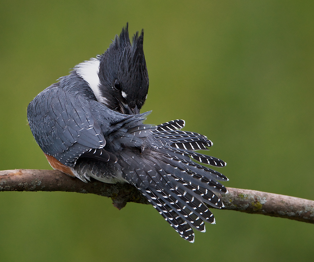 Kingfisher : Grooming