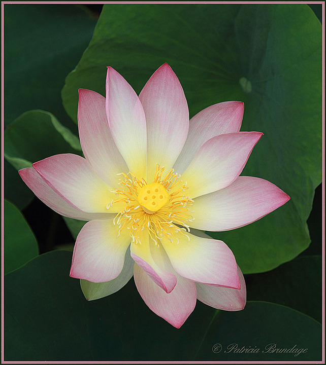 Pink Lotus #4