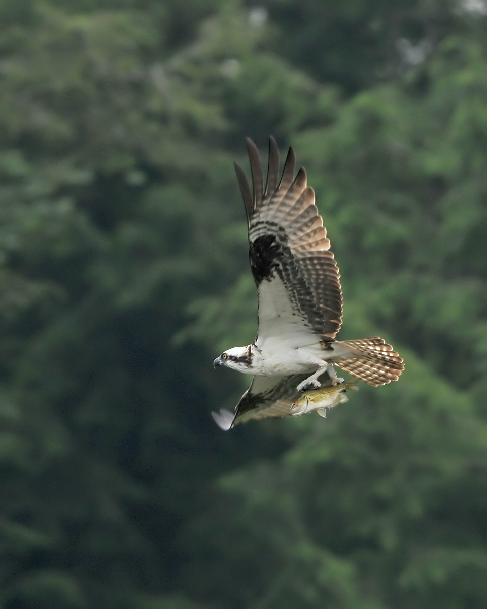 Osprey and Rock Bass