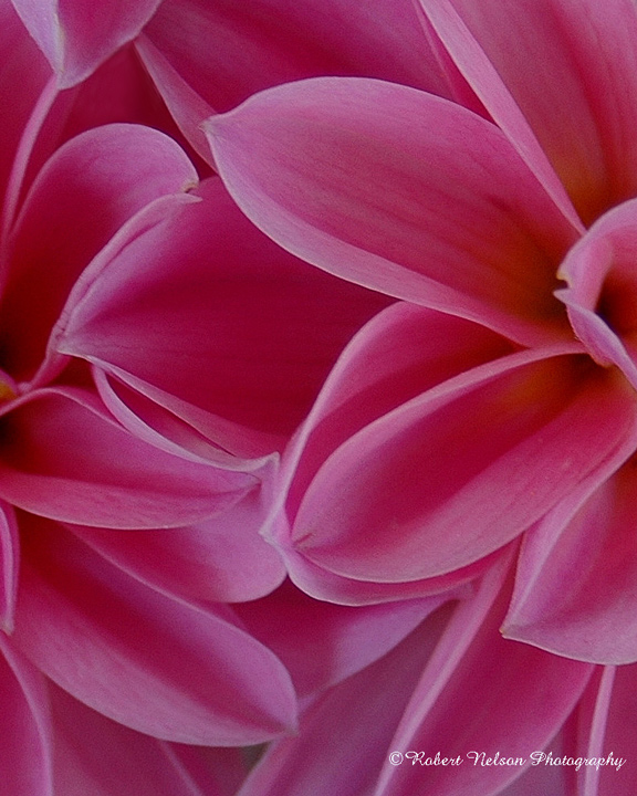 pink layers