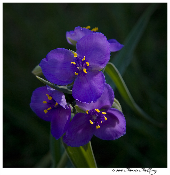 Fleeting Beauty