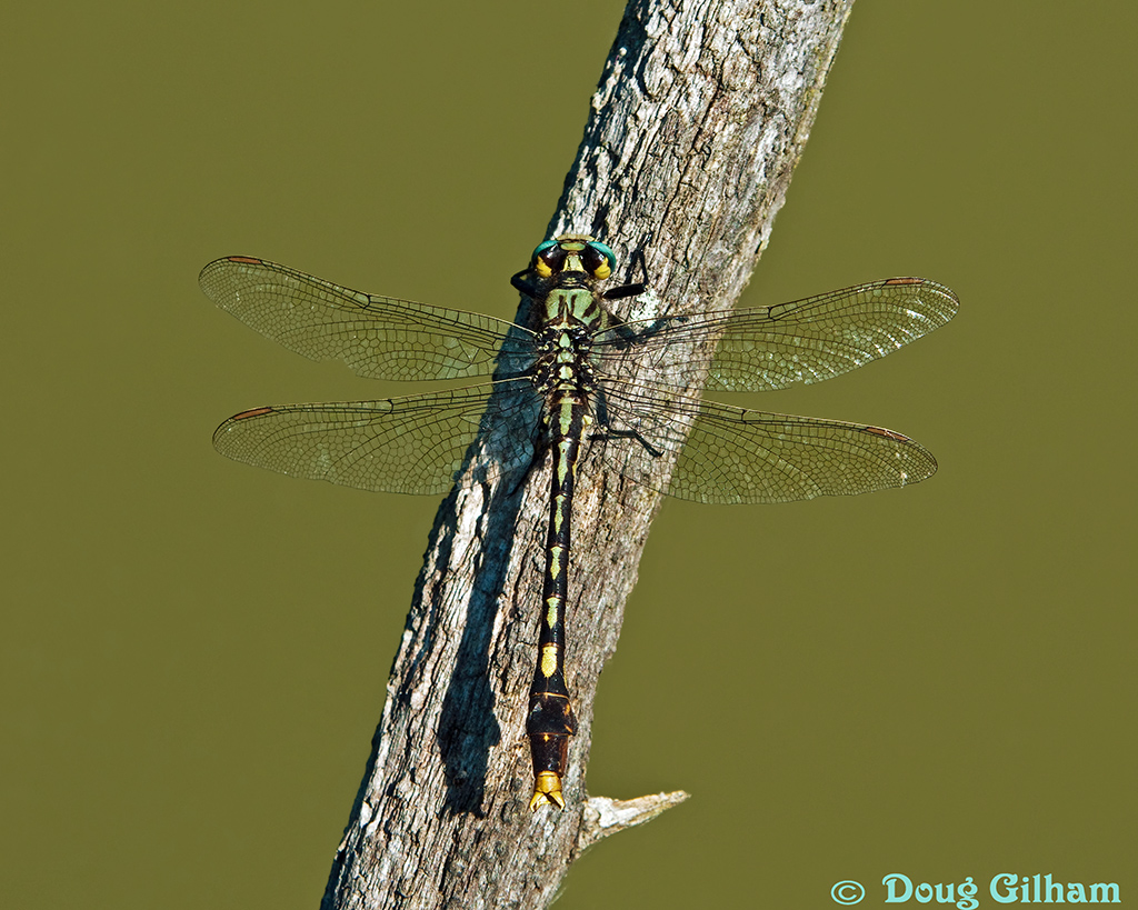 Unicorn Clubtail