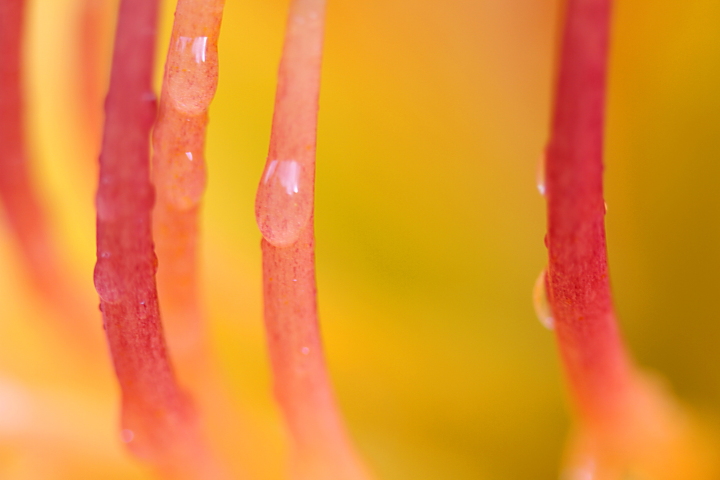 Abstract Day Lily
