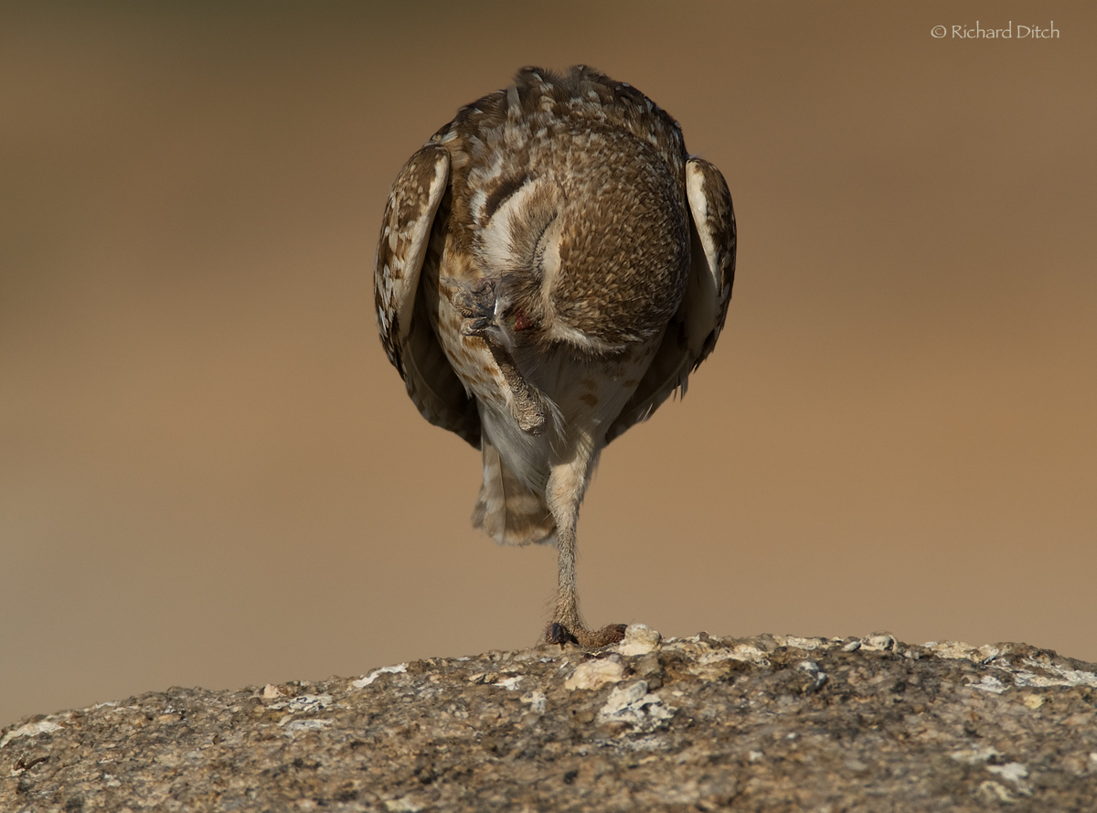 Burrowing Owl