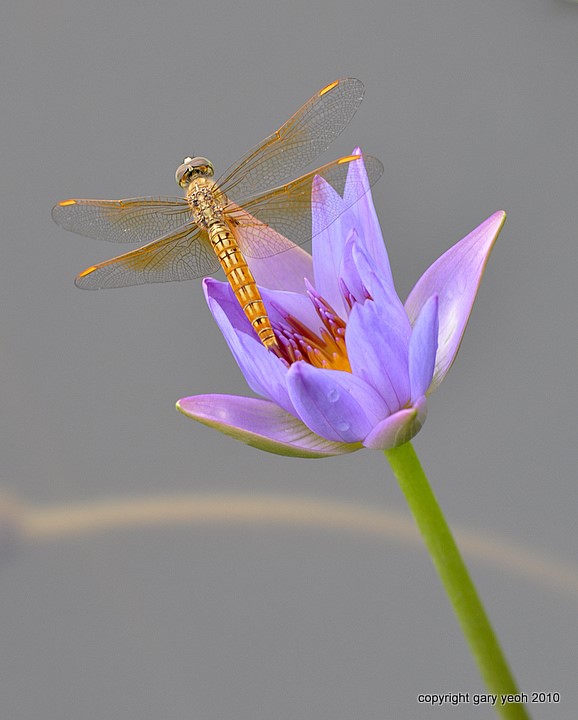 Dragon on Lily