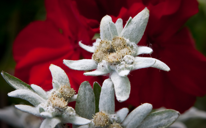 Edelweiss