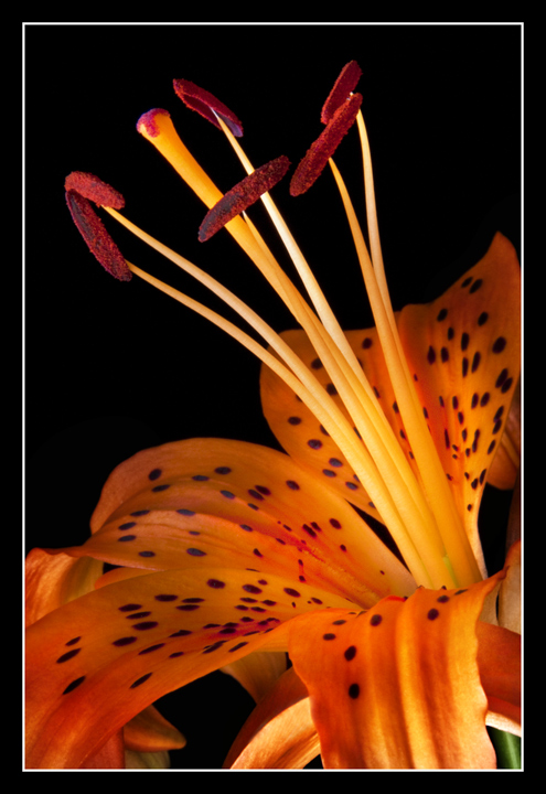 Asiatic Lily
