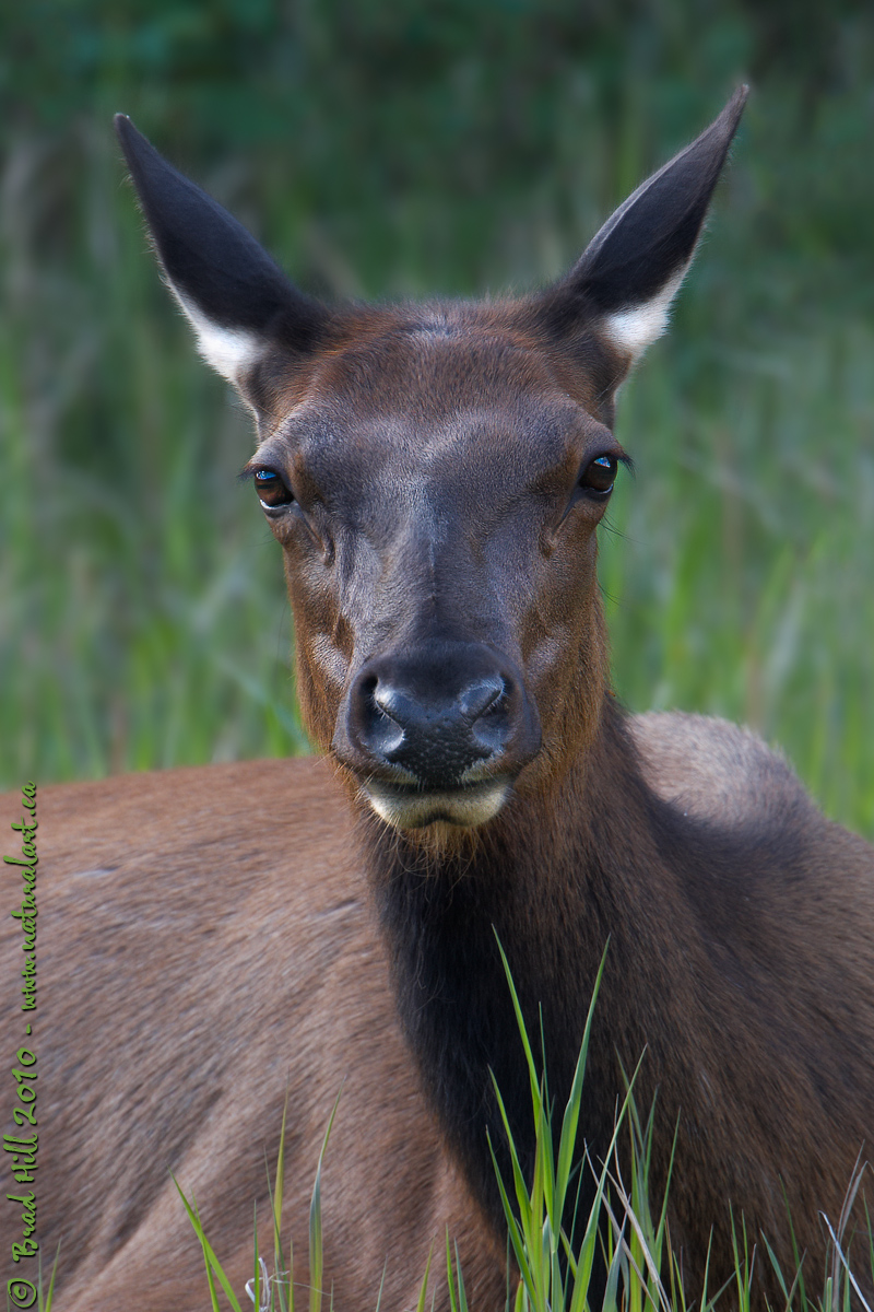 Nuances - Daybreak Elk