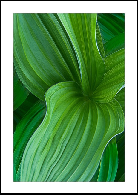 False Hellebore Intimate