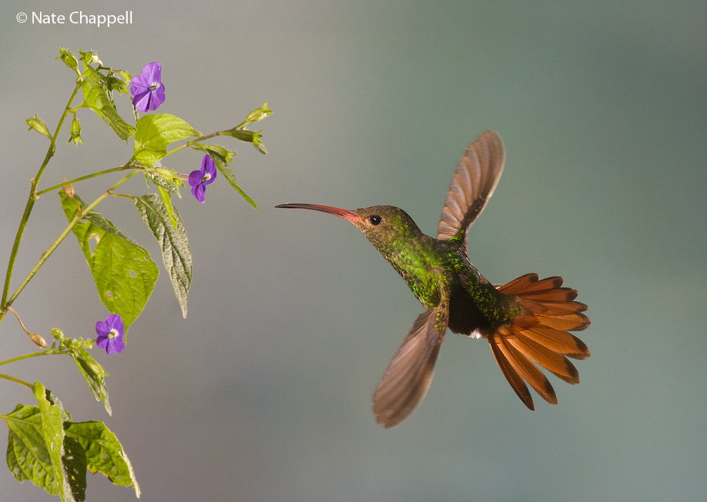 Rufous-tail Hummingbird
