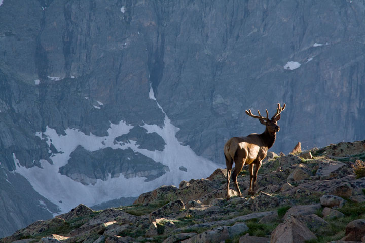 High Country Elk