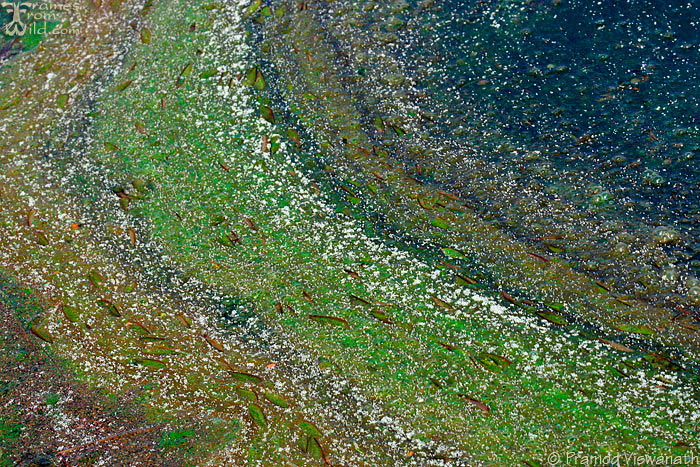 Algae art