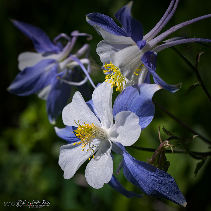 Summit County Columbine