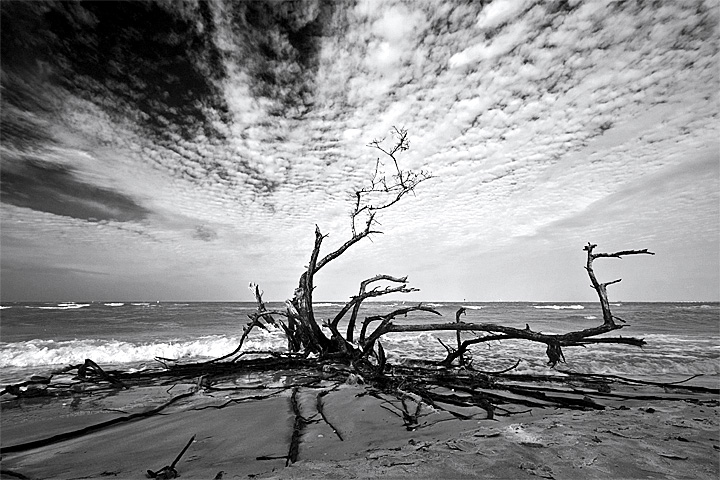 Buttonwood Snag