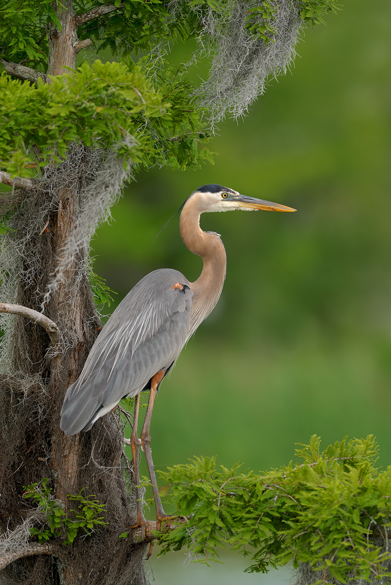 GBH