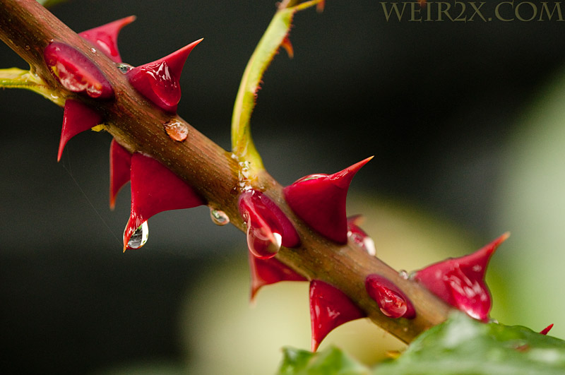 Pretty Thorns