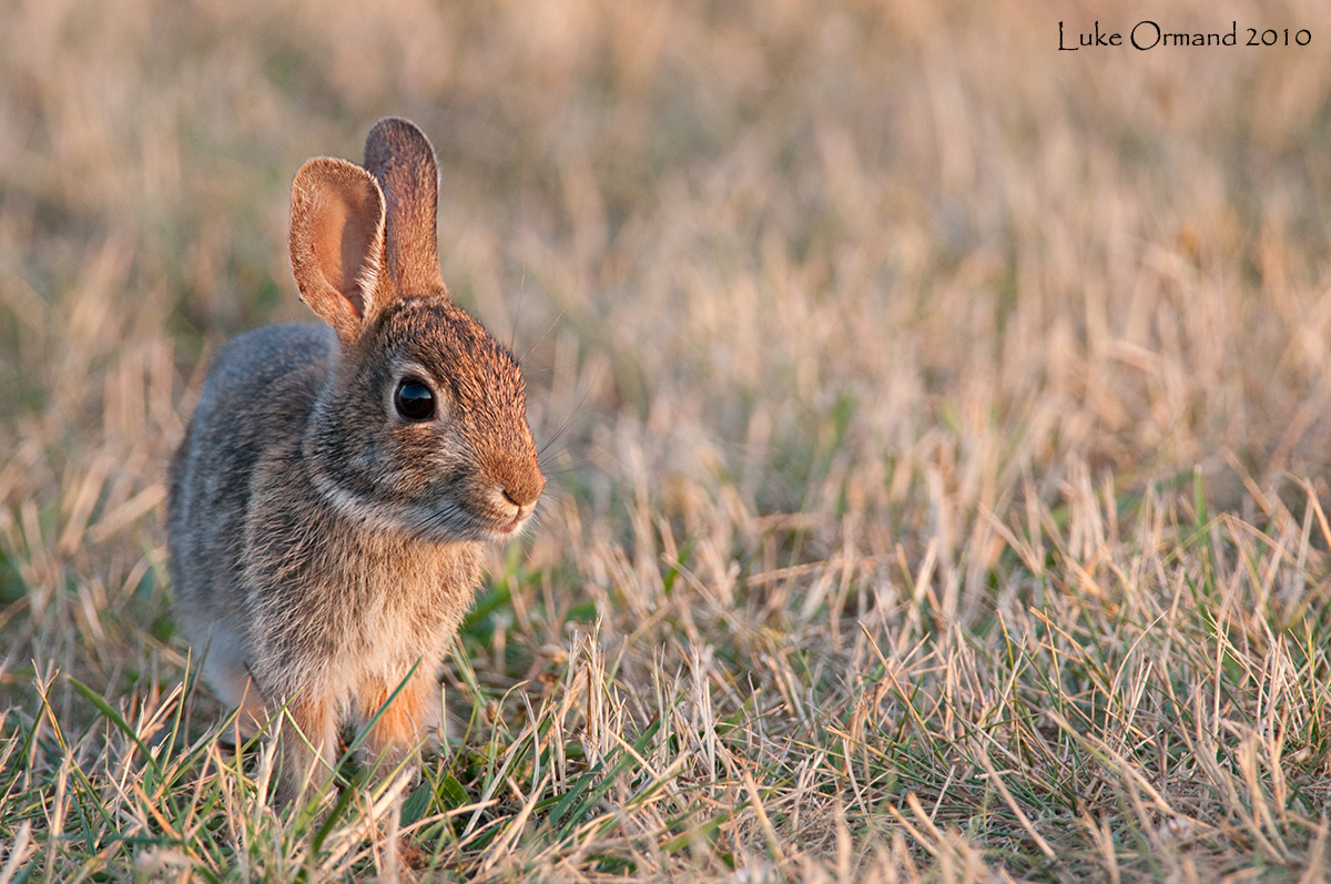 Bunny