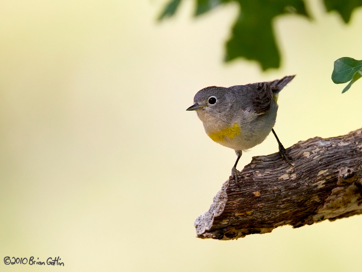 Virginia's Warbler