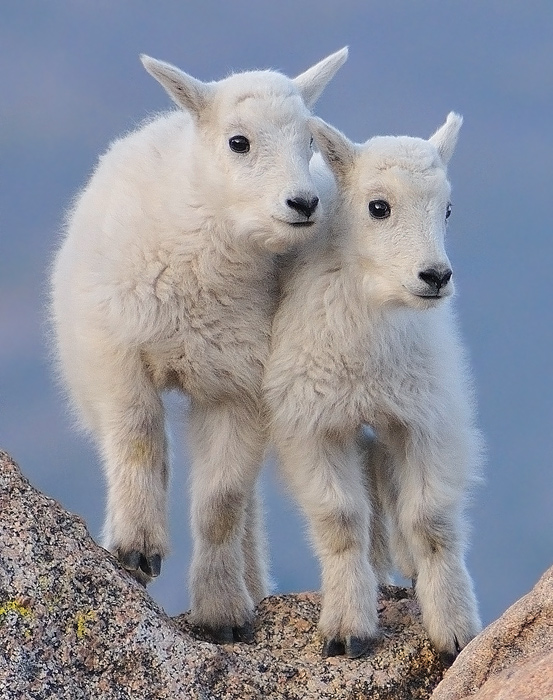 Mountain Goat Kids 