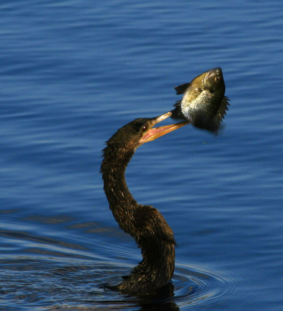 Anhinga with bluegill