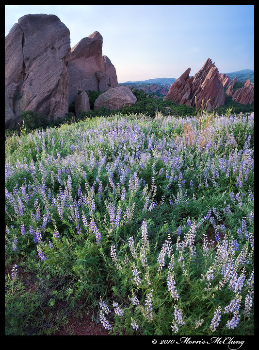 Monoliths and lupines