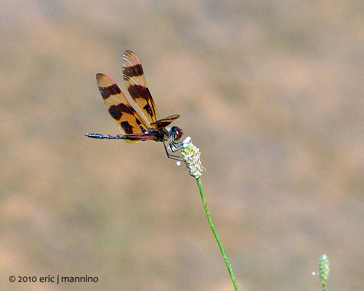 Twelve-spotted Skimmer