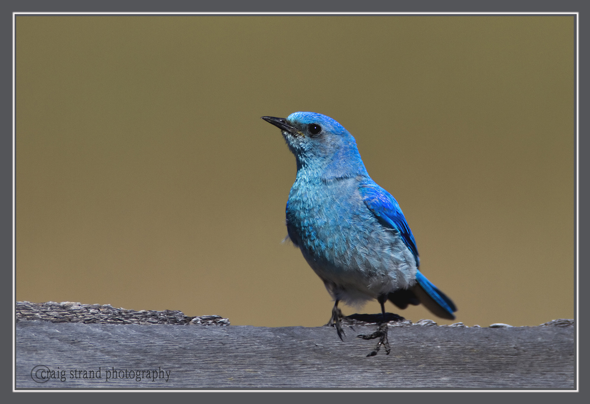 Mountain Bluebird