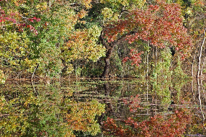 Autumn Leaves