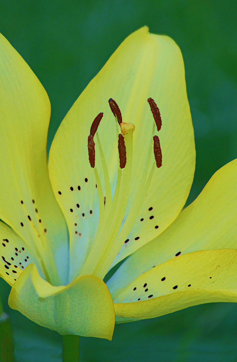 Lily