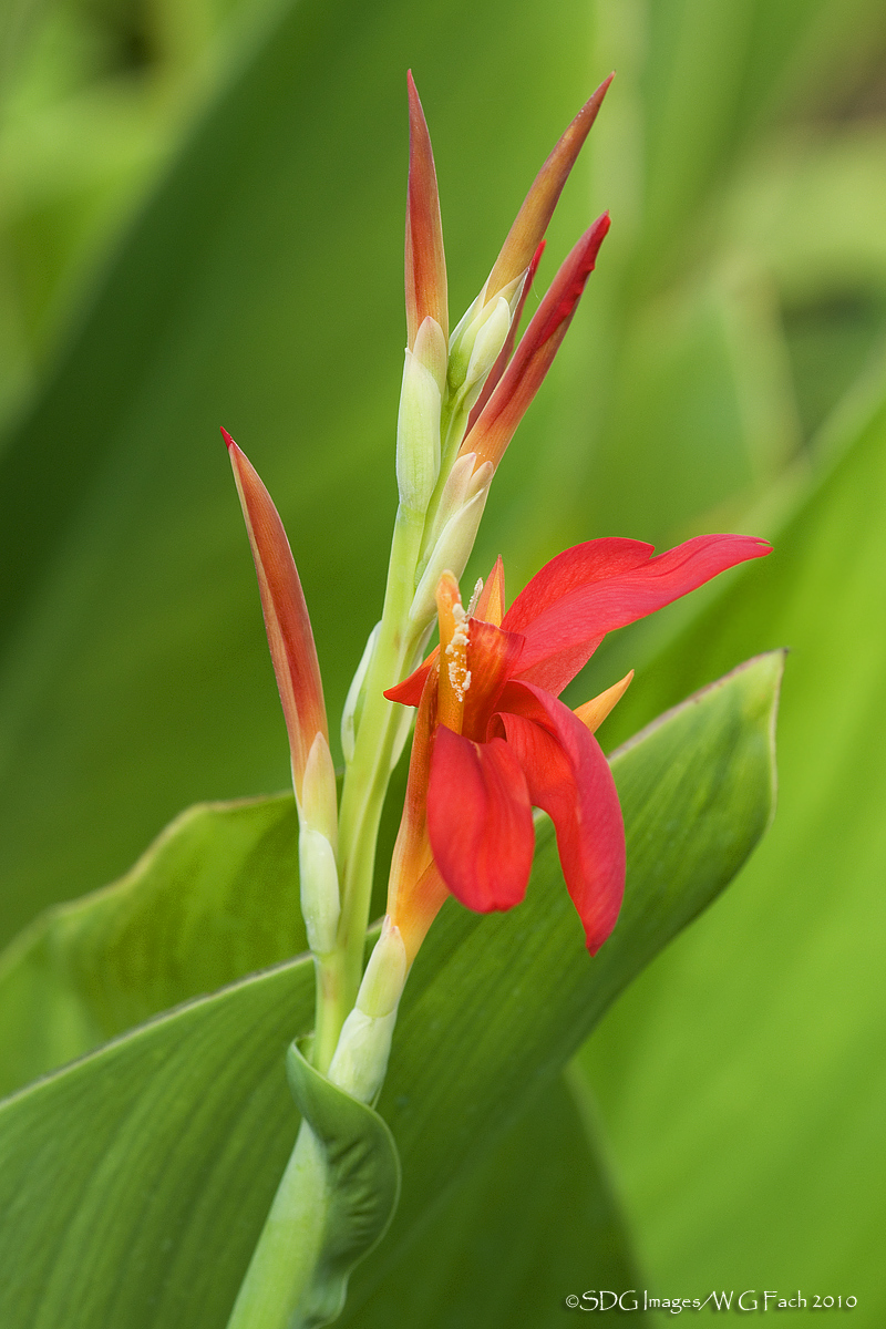 Canna Burst
