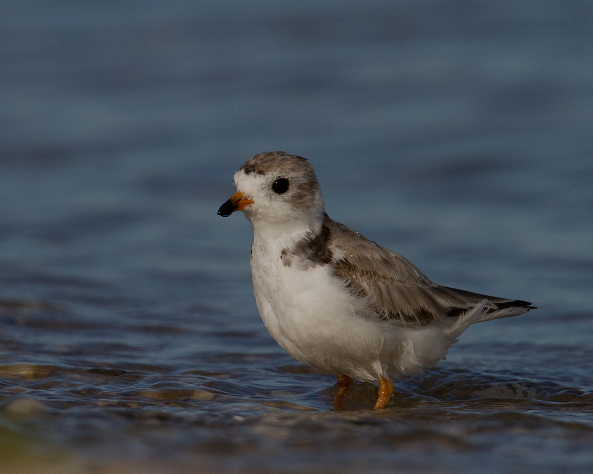 Piping Plover