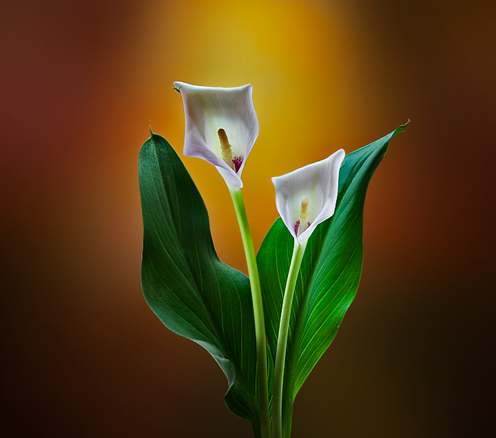 Calla...Calla