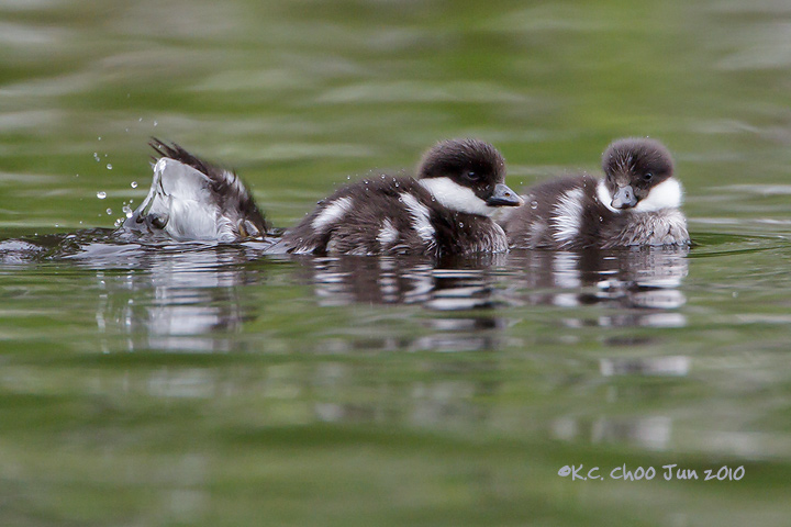 Common Goldeneye