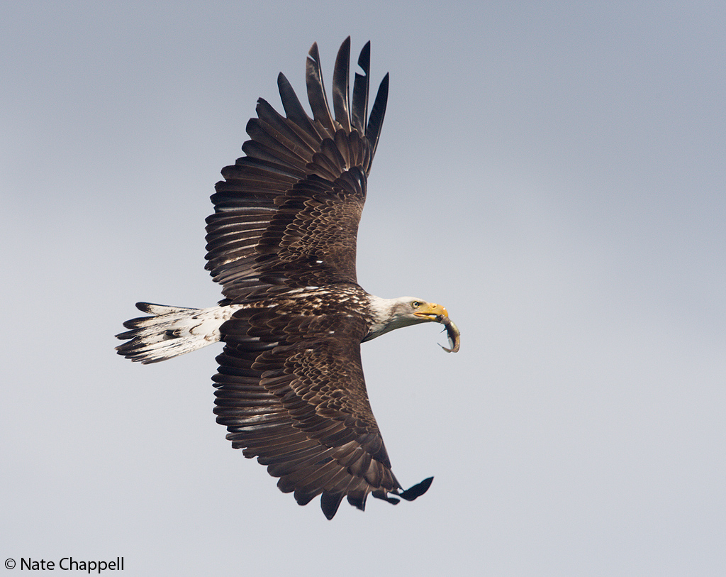 Bald Eagle w/ Sculpin