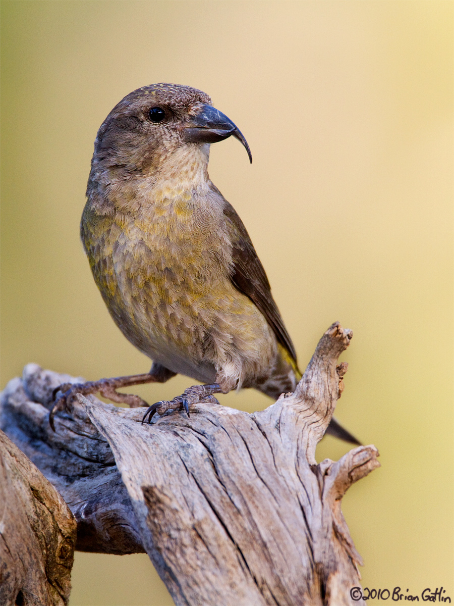 Female Red Crossbill