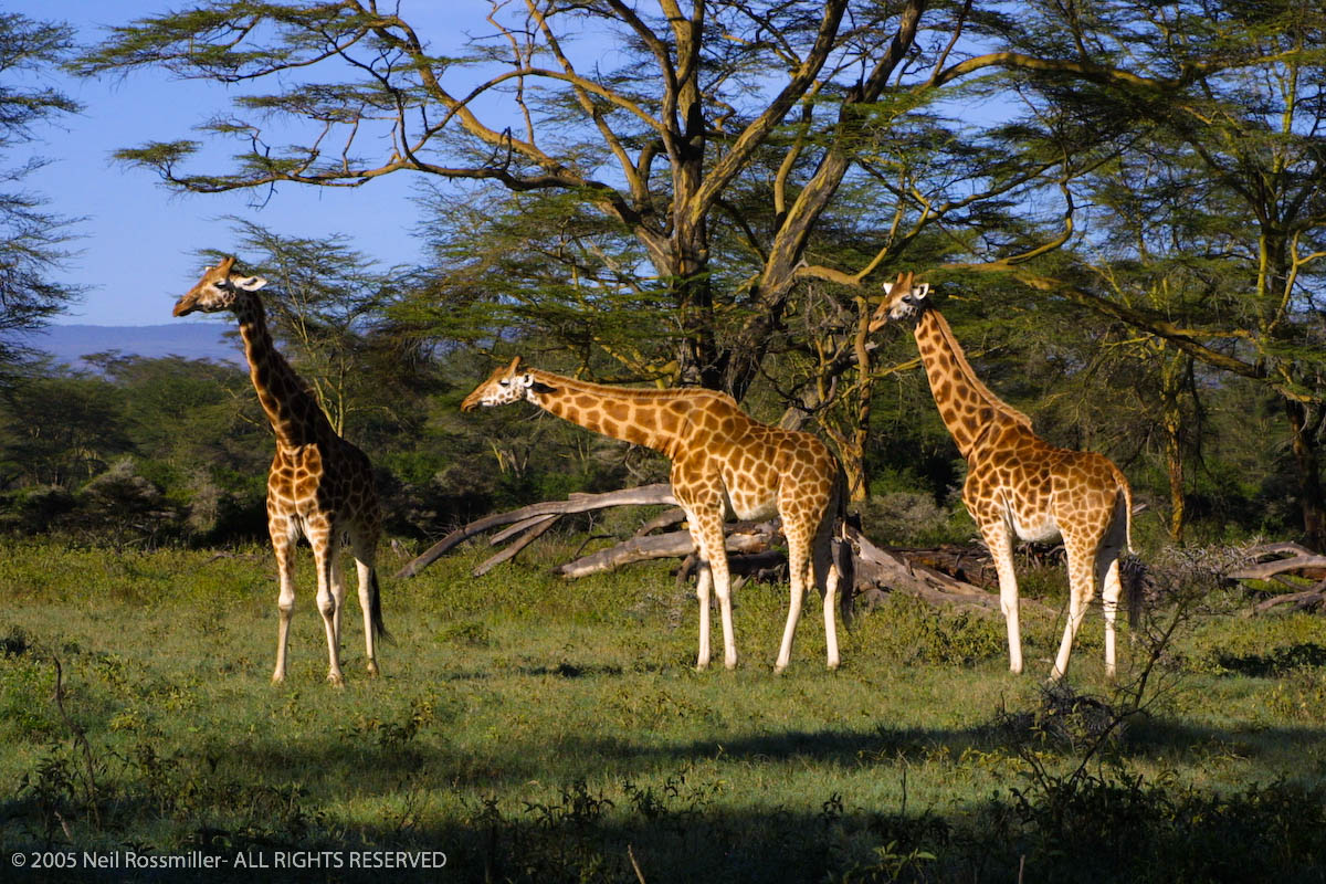 Three Masai Giraffe