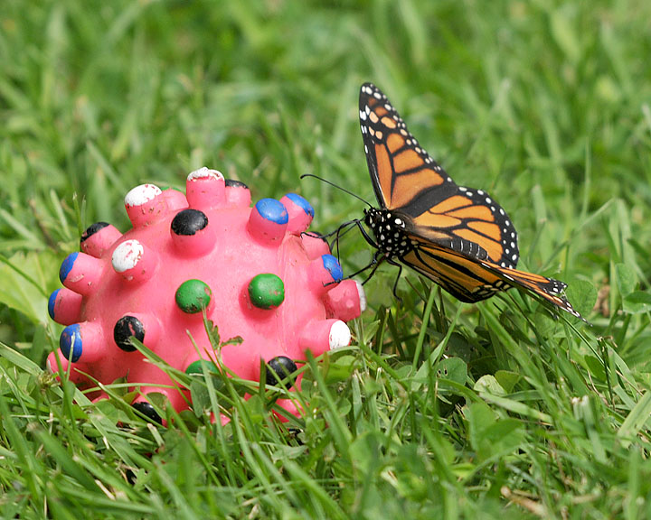 Monarch is Confused? Or