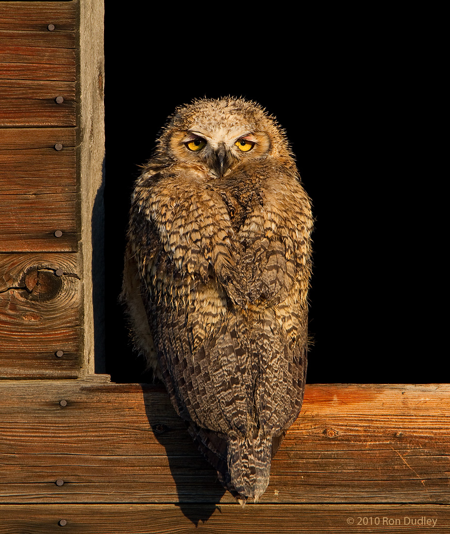 Great Horned Owl