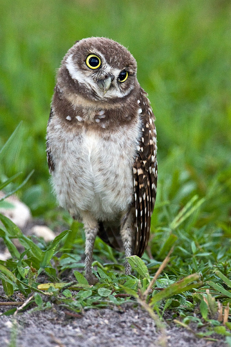 Burrowing Owl